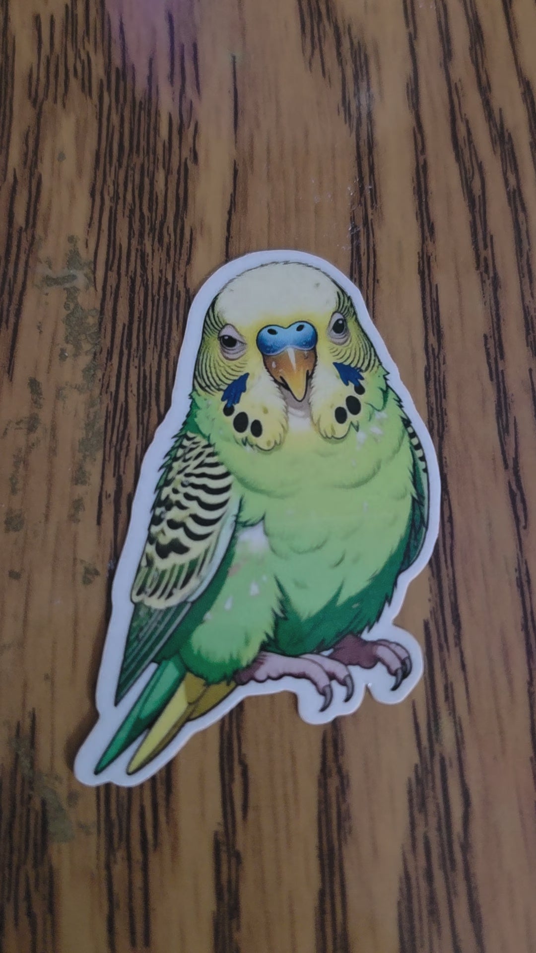 Parakeet Budgie Inspired stickers pack of 2