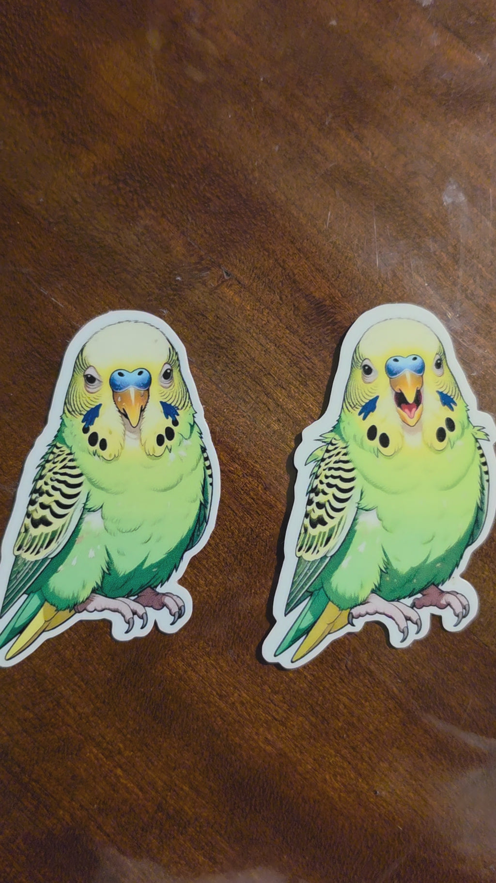Parakeet Budgie Inspired stickers pack of 2
