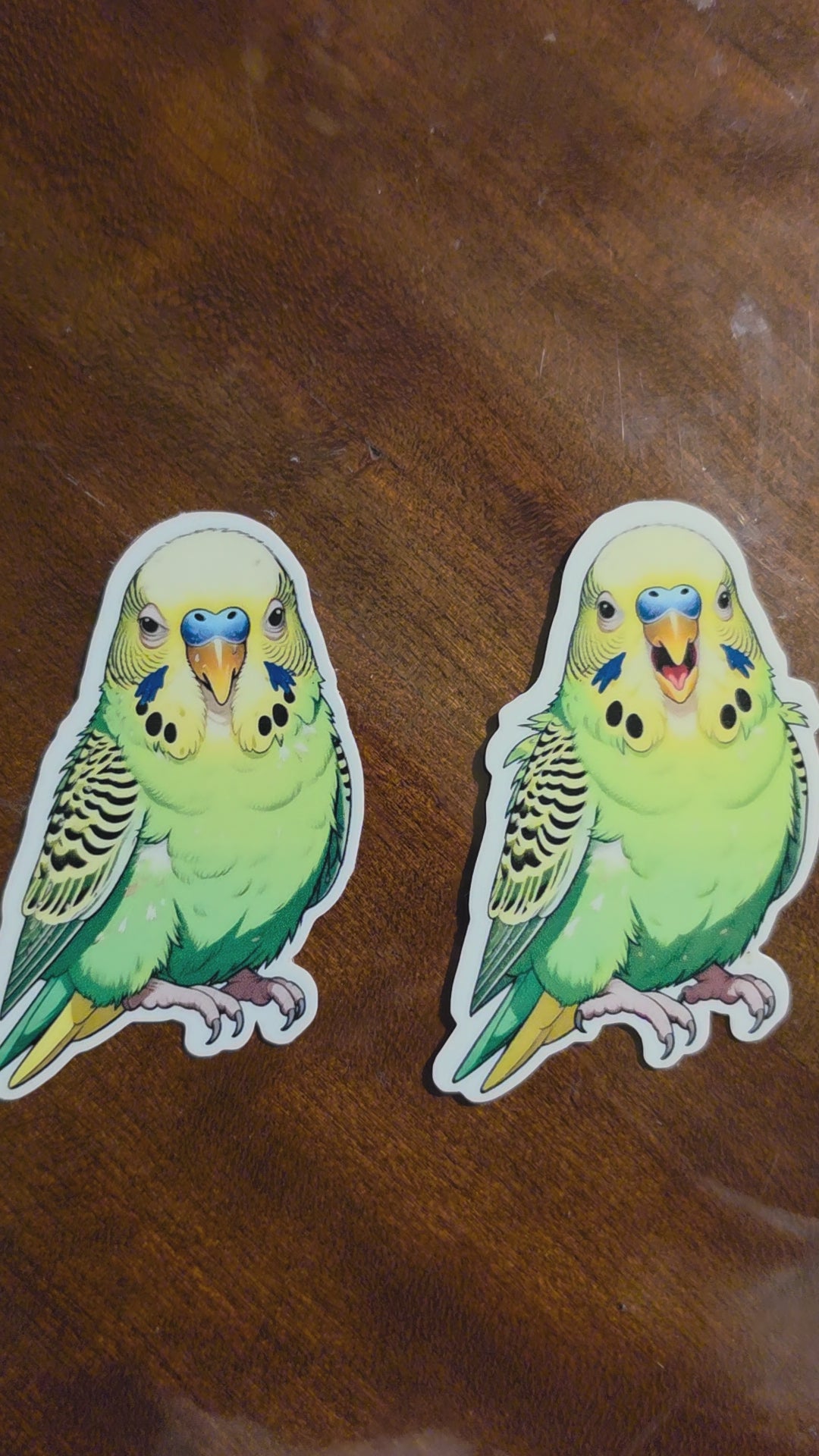 Parakeet Budgie Inspired stickers pack of 2