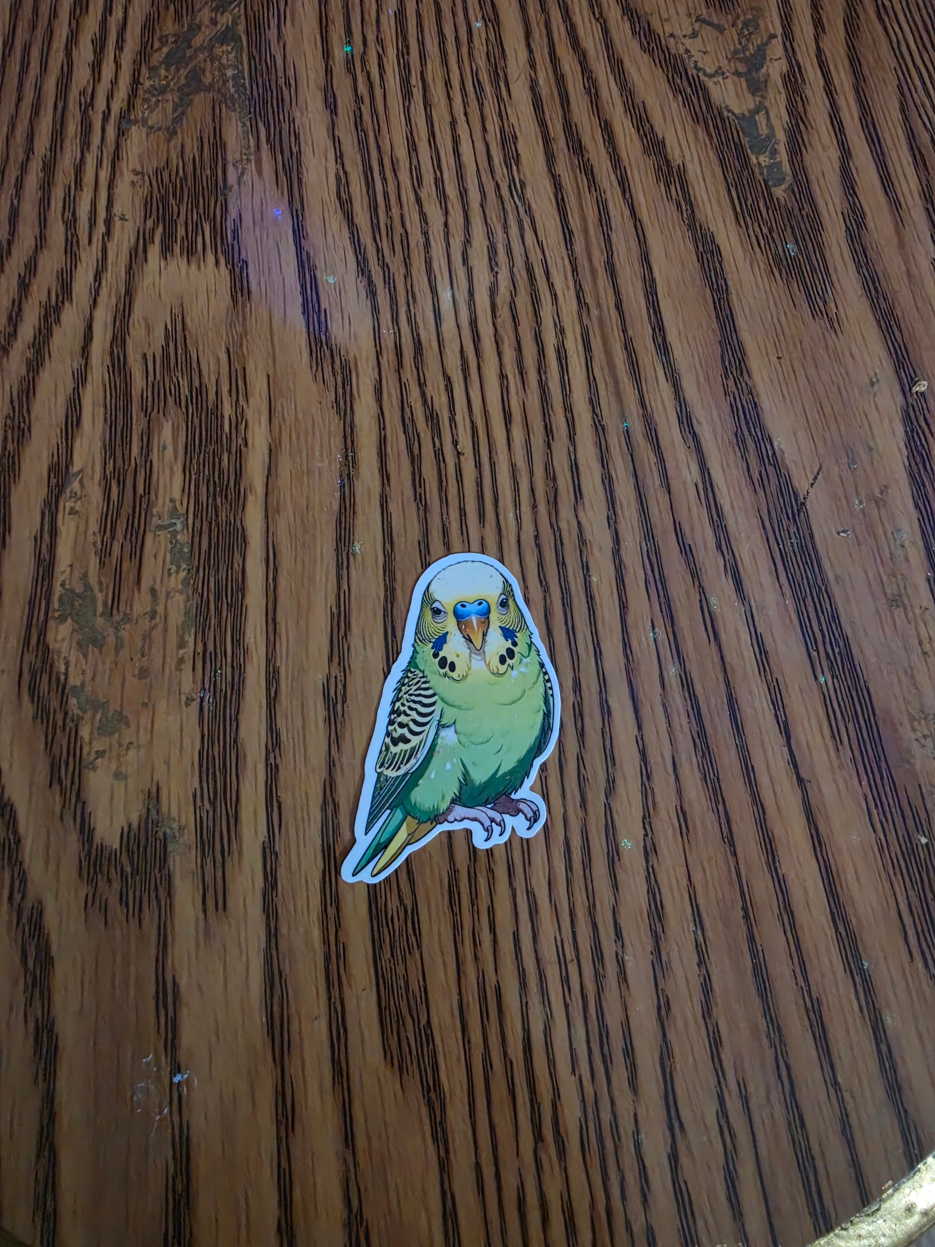 Parakeet Budgie Inspired stickers pack of 2